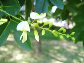 Flowers and buds of sophora tree